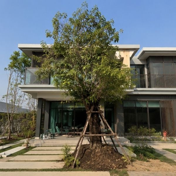 ผลงาน TimberPlan