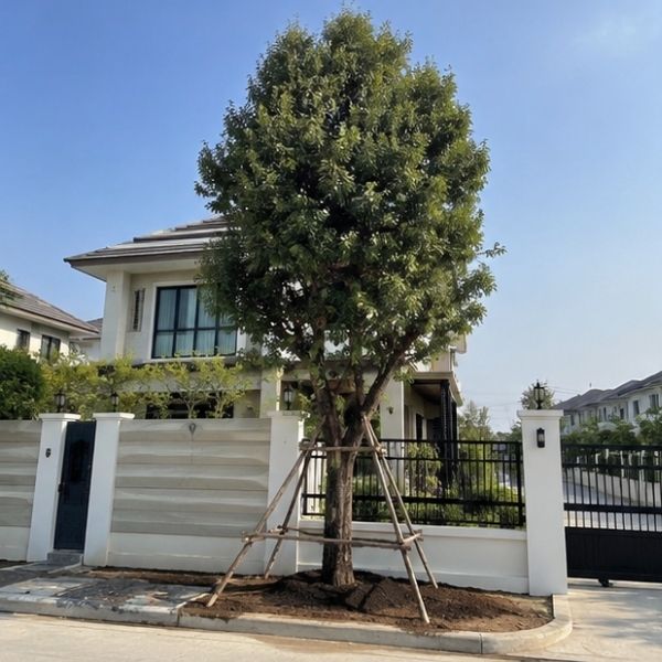 ผลงาน TimberPlan