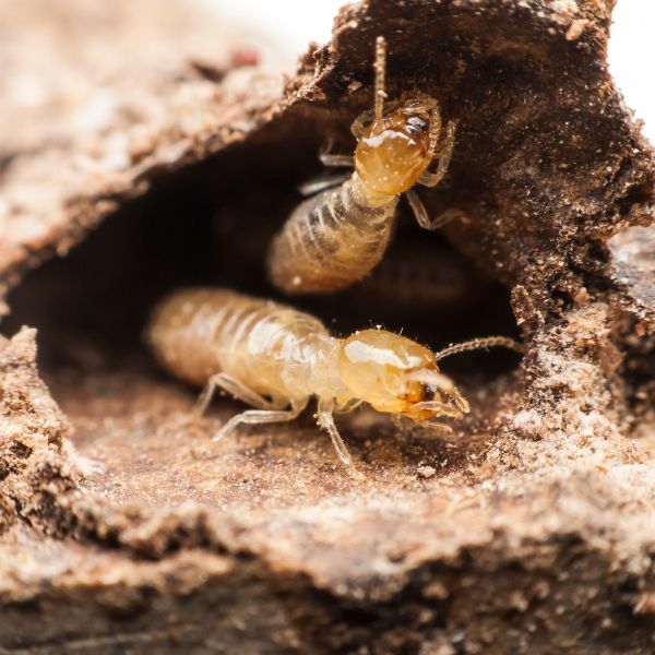 วางระบบป้องกันปลวก TermiteGuard #23