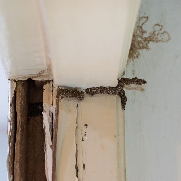 กำจัดปลวกบ้าน TermiteGuard #4