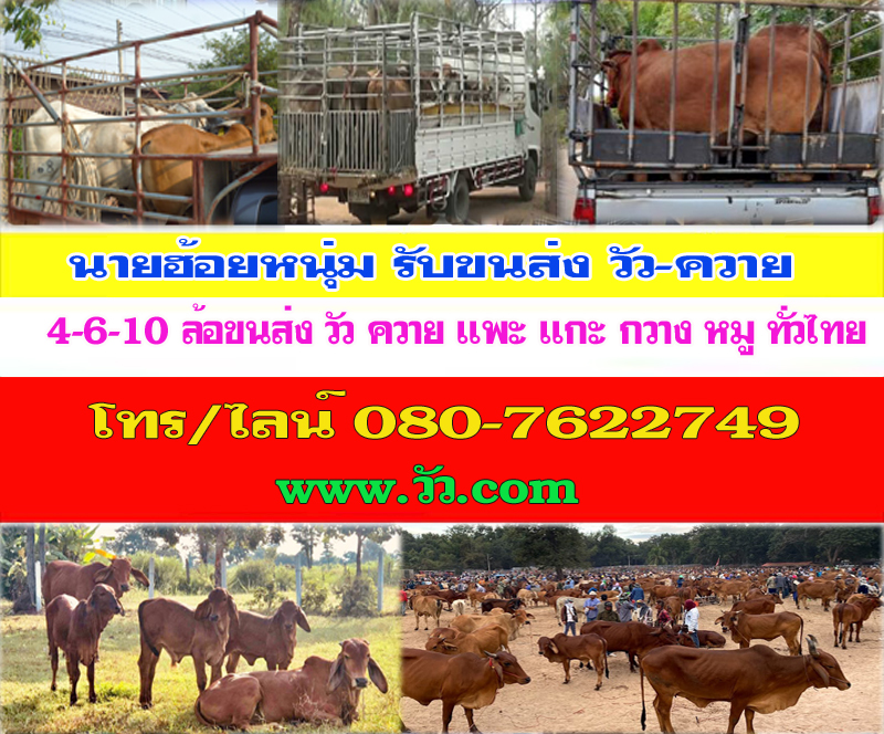 คอกซิ่งขนวัวสุรินทร์โทร 064-1465498 วัว ควาย รถรับจ้างขนสัตว์ ขนแพะ ขนแกะ ขนโค ขนกระบือ ขนส่งสัตว์ ทุกชนิด ทั่วประเทศ