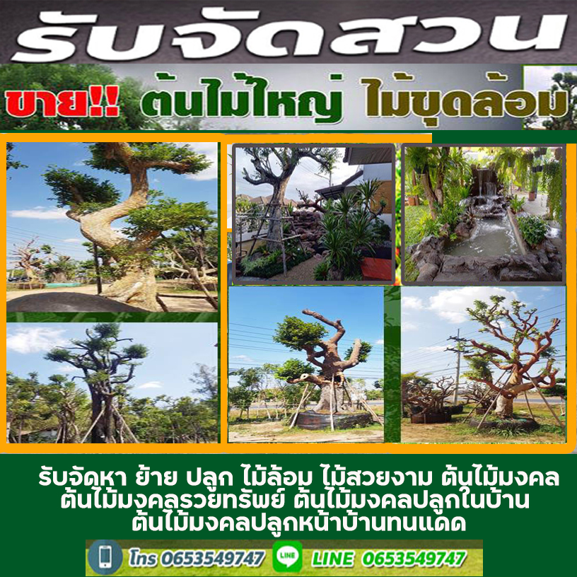 10 ต้นไม้จัดสวนกลางแจ้ง ทนแดดแรง ๆ ของเมืองไทยได้สบาย ปี2022