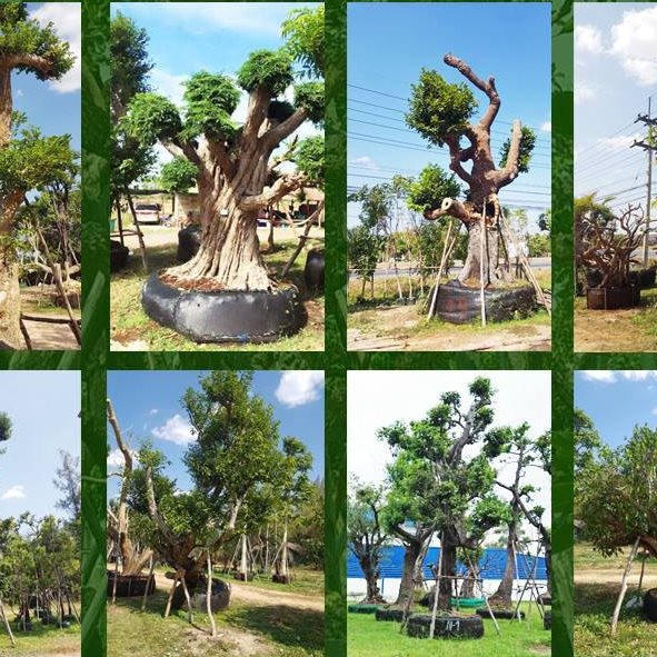 ไม้ล้อมจัดสวนอำเภอเมืองปทุมธานีโทร 065-3549747