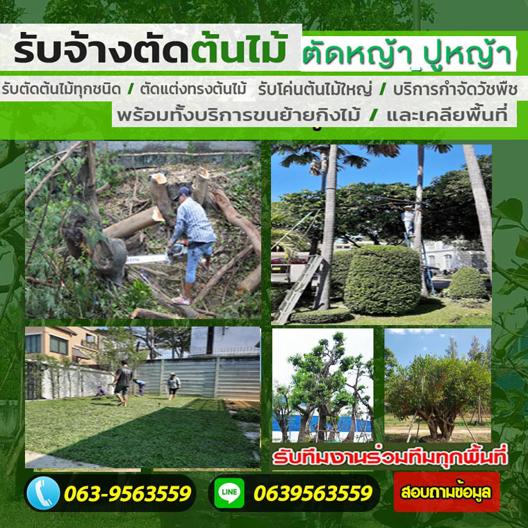 รับตัดต้นไม้ใหญ่เขตทุ่งครุ โทร 063-9563559