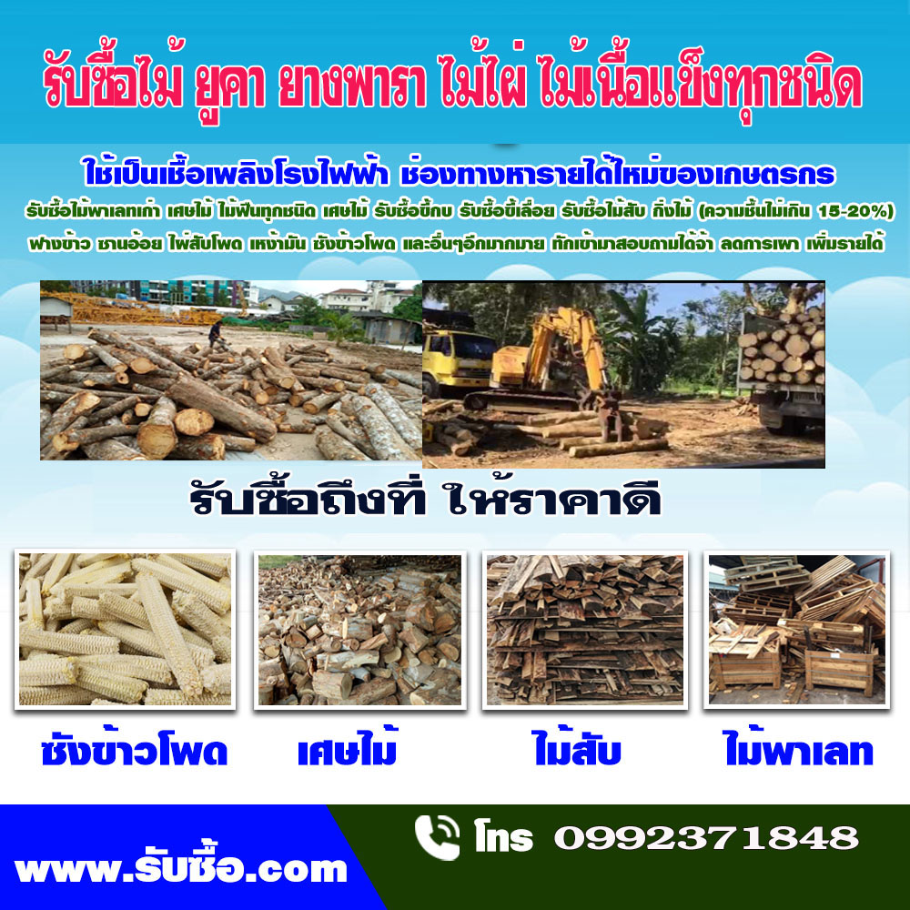 รับซื้อไม้ยางพาราอำเภอสามโคก โทร : 099-2371848